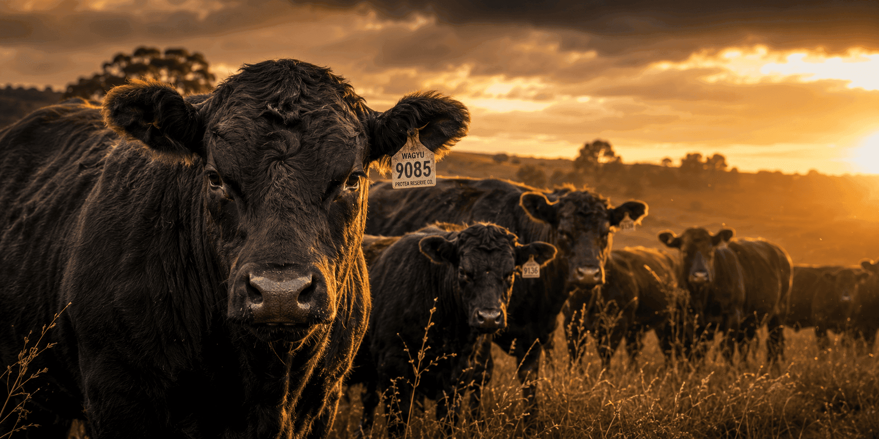 Protea Wagyu Co